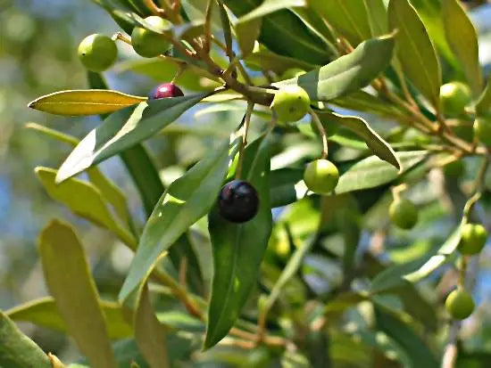 Galega - Robust - Portugal Ultra Premium EVOO