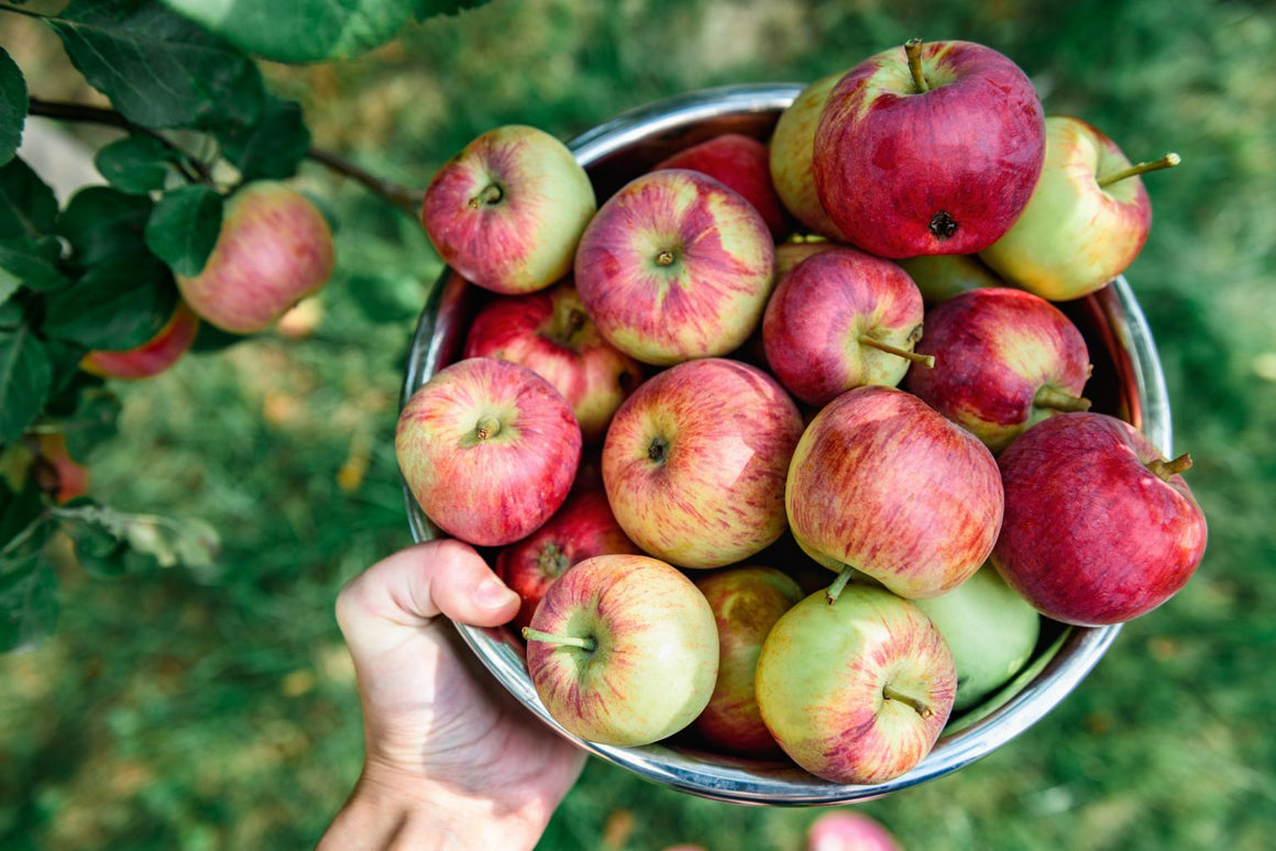 Gravenstein Apple White Balsamic Vinegar