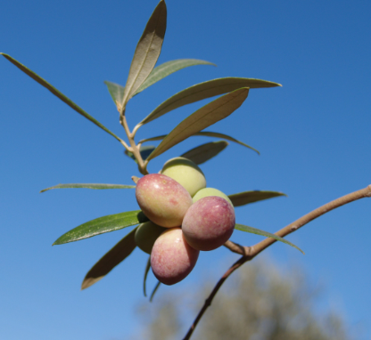 Chetoui - Robust - Tunisia Ultra-Premium EVOO