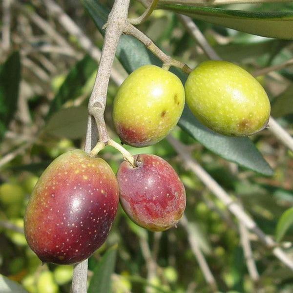 Frantoio - Mild - Chile Ultra-Premium EVOO