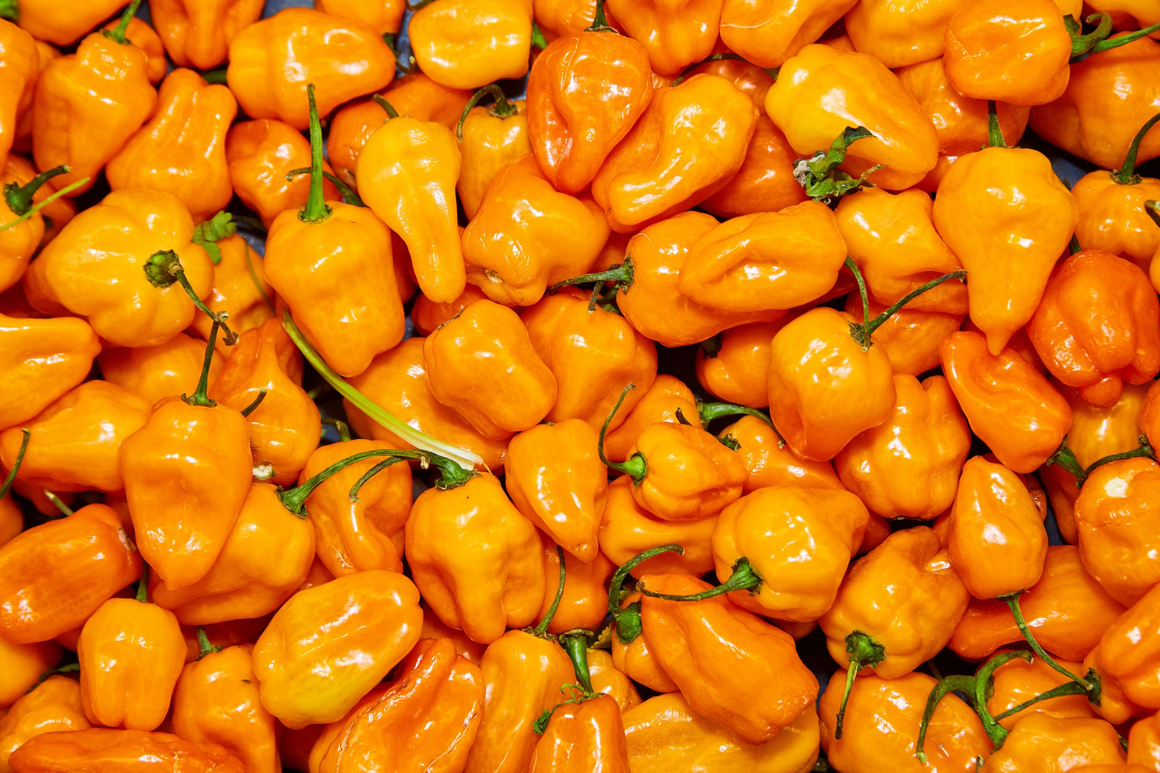 Habanero Fused Olive Oil