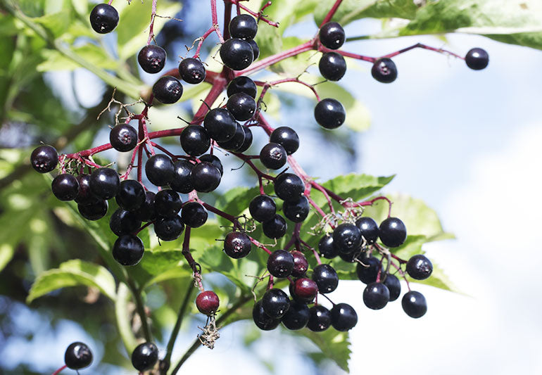 Elderberry Dark Balsamic Vinegar