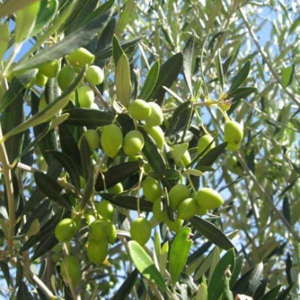 Koroneiki - Mild - Australia Ultra-Premium EVOO