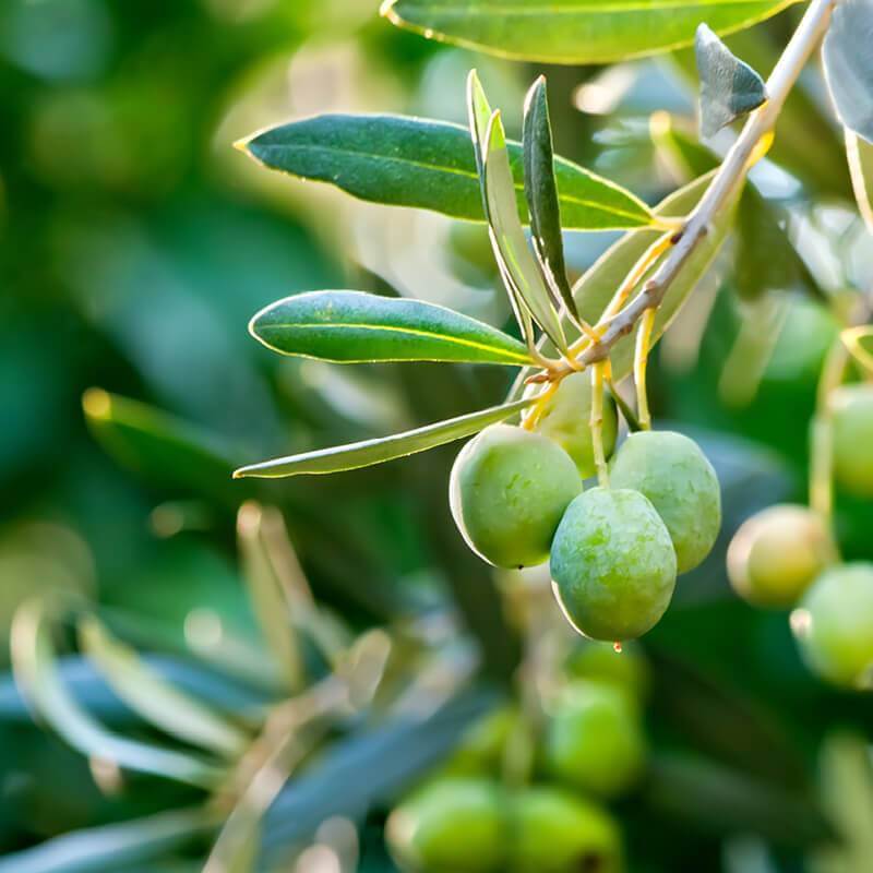Manzanillo: Robust EVOO
