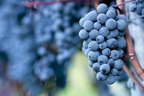 Pinot Noir Wine Vinegar