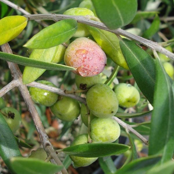Arbequina - Mild-Medium - Chile Ultra-Premium EVOO