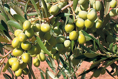 Arbosana - Mild - Portugal Ultra Premium EVOO