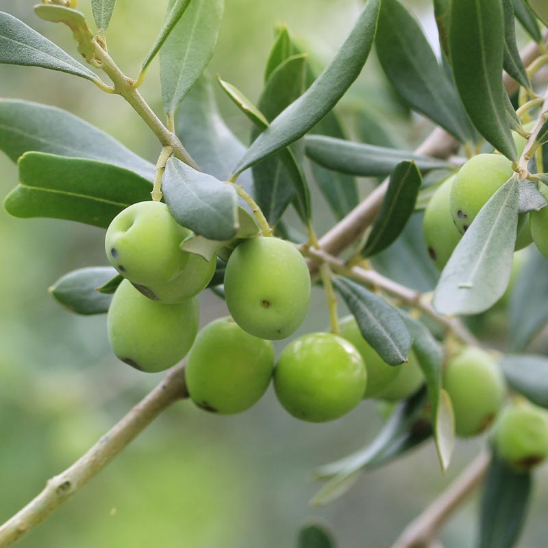 Cobrançosa - Medium - Portugal Ultra-Premium EVOO