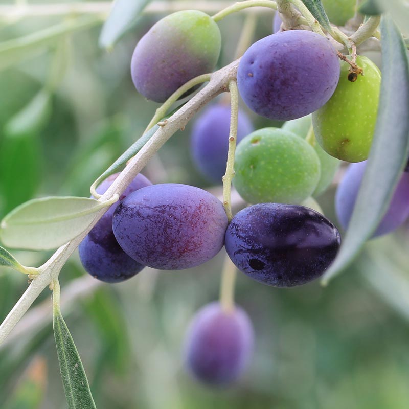 Barnea - Robust EVOO