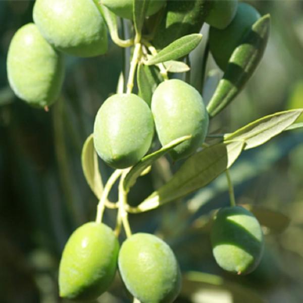Picual - Robust -  Chile Ultra Premium EVOO